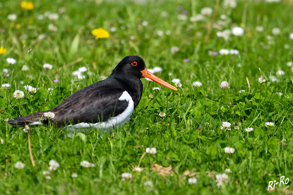   Austernfischer
kein Watvogel ist an der Küste bei Tag u. Nacht so allgegenwärtig wie er. Die kontrastreiche Färbung des "Halligstorches" u. seine
seine Größe - 500 g Gewicht u. 43 cm Länge - tun ein Übriges, dass er überall ins Auge fällt. (lt. schutzstation-wattenmeer)

 
