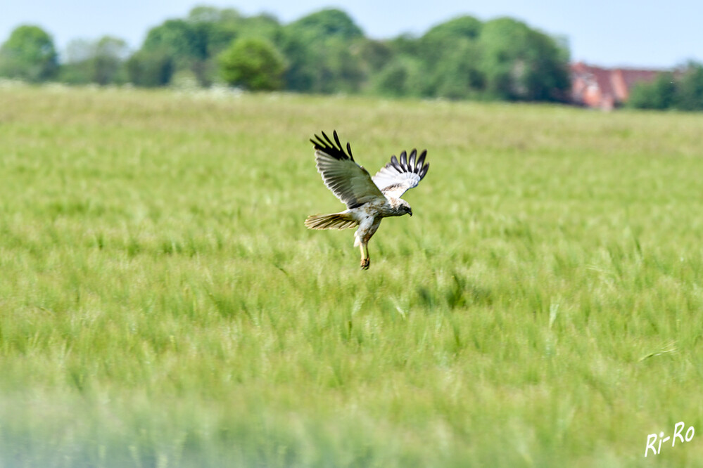 Kornweihe
ist ein mittelgroßer, aber relativ schlanker u. leichter Greifvogel. Sie lebt vorwiegend in offenen Landschaften. Die Körperlänge beträgt 42–55cm, die Flügelspannweite 97–118cm. (wikipedia.org/ unter-geiern.com)
