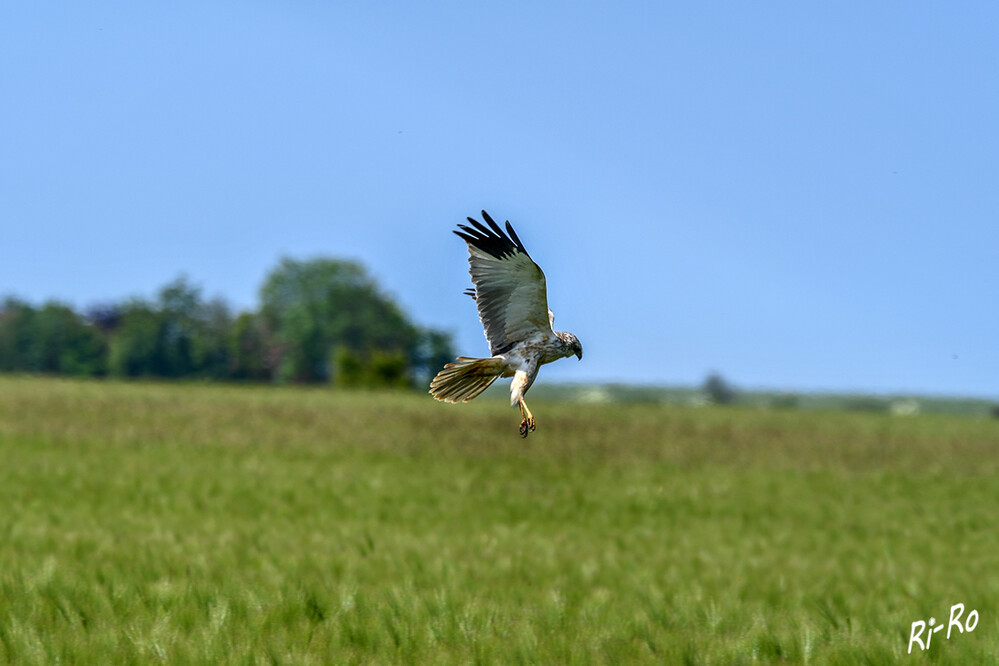 Kornweihe
ist in Deutschland ein sehr seltener Brutvogel. Sie jagen über offenem Gelände überwiegend im niedrigen, hin und her schwenkenden, gaukelnden Suchflug mit leicht nach oben gehaltenen Flügeln. (wikipedia.org/ unter-geiern.com)
