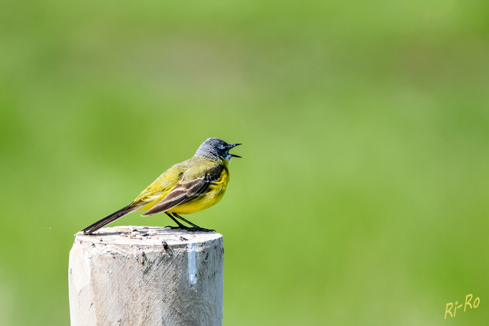 Schafstelze
ernährt sich hauptsächlich von Fliegen u. anderen zarten Insekten. Die Art liebt feuchte Wiesen u. Felder in der Nähe von Gewässern. (lt. biologie-seite)

 
