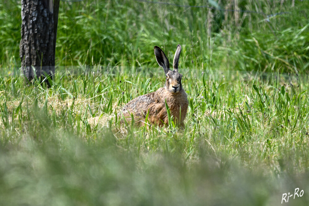 Hase
Charakteristisch für das Aussehen von Hasen sind die Ohren, welche stets eine größere Länge als Breite aufweisen. (screenhaus.de)
