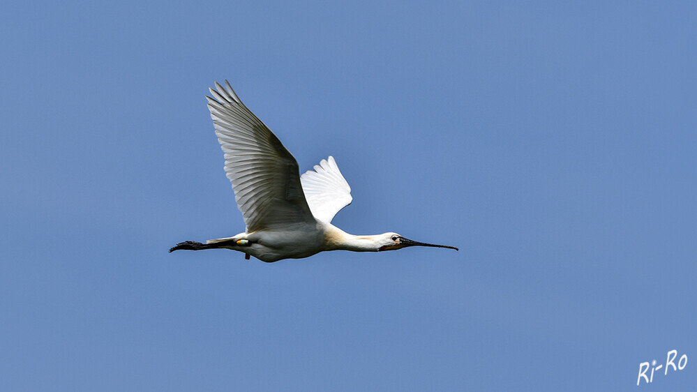 6 - Im Vorbeiflug
Der Löffler trägt weißes Gefieder, das einen zarten gelblichen Hauch zeigt, bis auf einen gelben Brustfleck. Er erreicht 80 cm Länge. (wikipedia.org)
