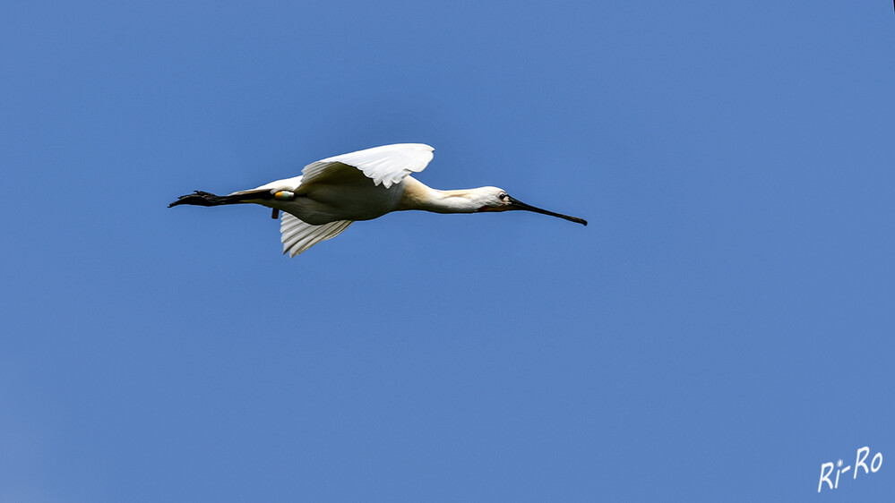 Unterwegs in der Ostermarsch
Wer die großen, stolzen Vögel mit der löffelartig verbreiteten Schnabelspitze sieht, weiß sofort, warum der Löffler seinen Namen träg. (lt. vogelundnatur.de)
