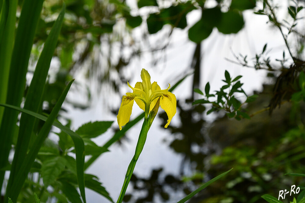 Sumpf-Schwertlilie
diese bevorzugt feuchte bis nasse Standorte u. halbschattige Lagen. Am besten gedeiht sie, wenn sie circa zehn bis zwanzig Zentimeter tief im Wasser steht. (lt. gartenratgeber.net)
