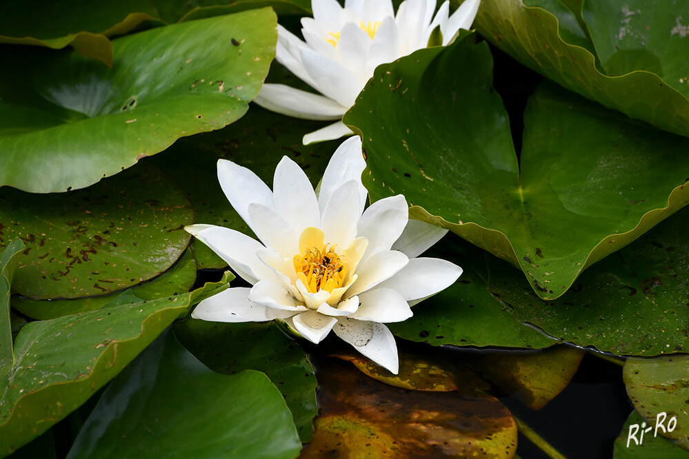 Volle Blüte
Einige Seerosen öffnen sich nur in den Mittagsstunden, wieder andere blühen bis in den Abend. Die einzelnen Sorten verhalten sich unterschiedlich: Manche öffnen sich nur bei voller Sonne, andere sogar bei Regen. (naturagart.de)



