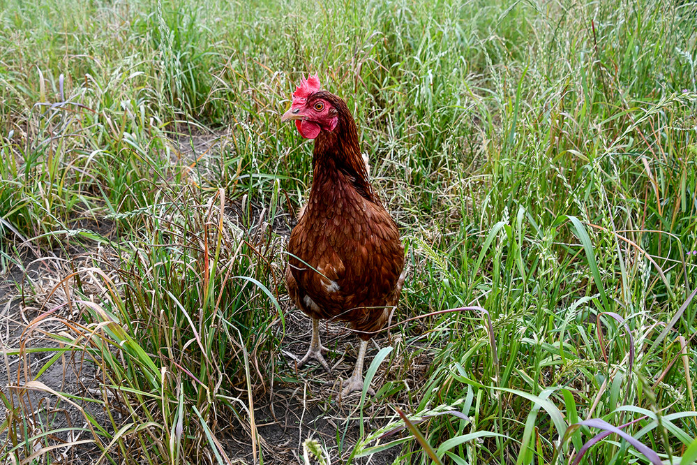 Tiere „Freiheit die ich mir nehme “
Roland
Schlüsselwörter: 2021