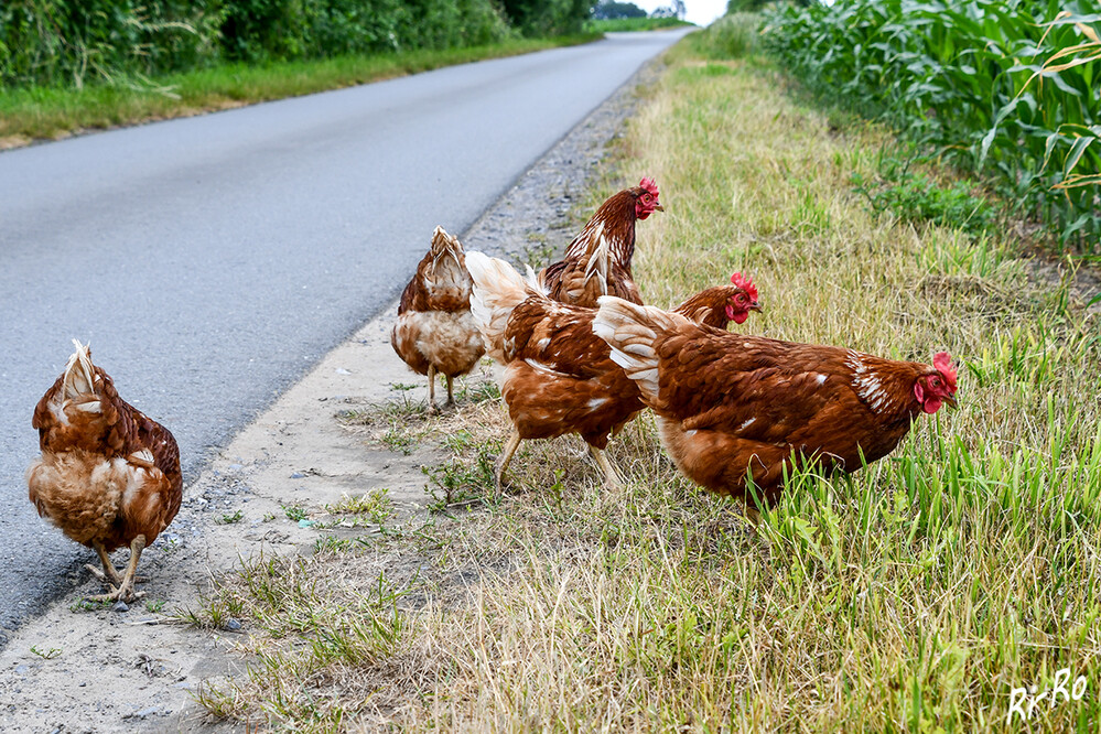 Erkundungstour
Nur wenige Hühner werden in der so genannten Auslaufhaltung gehalten u. können noch im Freien herumlaufen. Wenn sie frei herumlaufen können, suchen sie im Boden nach Körnern, Insekten u. Würmern. (kindernetz.de)
