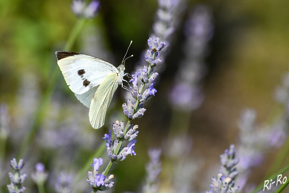 Kohlweißling
am Lavendel. In Mitteleuropa gehört er zu den häufigsten Tagfaltern u. ist oft auf blütenreichen Wiesen, in Gärten u. Parks, in offenen Kulturlandschaften sowie an lichten Waldrändern anzutreffen.(lt. nabu.de)
