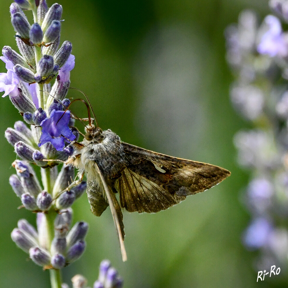   Kennst du mich??
Gammaeule
Aufgenommen in unserem Garten, mittags an der Lavendelbüte.
