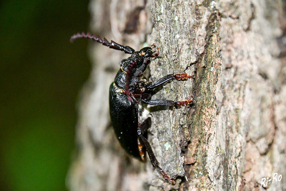 Unterwegs am Baum
Aufgrund der mehrjährigen Entwicklungszeit in totem Holz ist der Sägebock vor allem in naturnahen Laub- u. Mischwäldern verbreitet. Sägeböcke können zirpende Laute von sich geben. (lt. natur-in-nrw)
