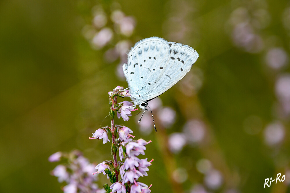 Faulbaum-Bläuling
Unterseits sind die Falter weißblau gefärbt u. zeigen eine unauffällige schwarze Zeichnung. Er fliegt in zwei Generationen von April bis September. (deutschlands-natur)
