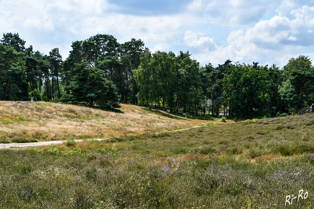 Blick über die Heide
verschlungene Sandwege zwischen großen Wacholdersträuchern u. weite Heideflächen bieten Naturgenuss pur. (lt. ruhr-guide)
