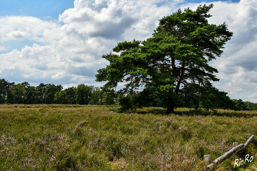 7 - Westruper Heide
bei Haltern am See ist die größte Zwergstrauchheide Westfalens. (lt. ruhr-guide)
