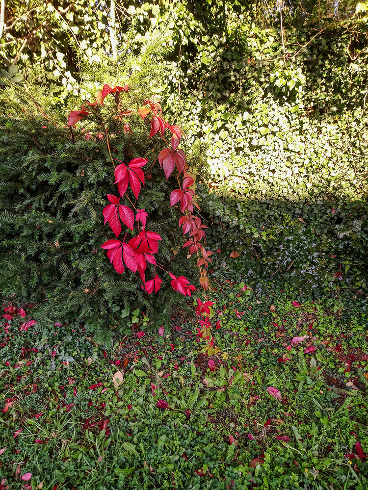 Herbstlich "Herbstfarben"
GannaZ
Schlüsselwörter: 2021