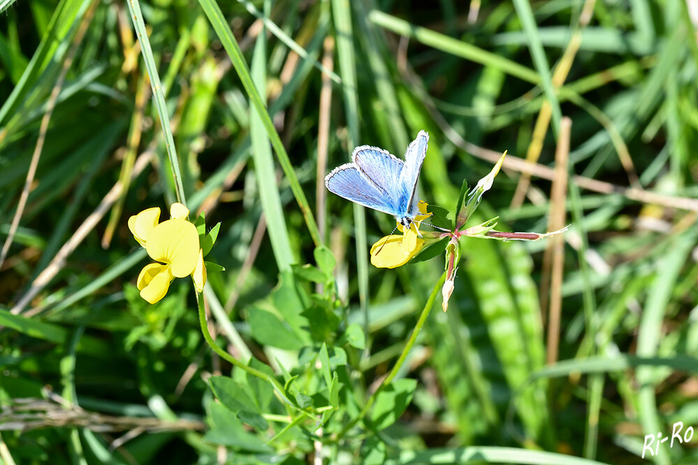 Himmelblauer Bläuling
er ist ein wunderschöner kleiner Falter. Seine Spannweite beträgt ca. 4 cm. Er liebt sonnige, magere Wiesen. (natur-erleben)
