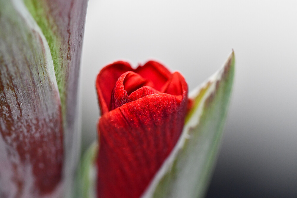 Blütenkopf
Gladiolen sind richtige Sonnenanbeter. Ihre Blütezeit beginnt im Juni u. reicht bis in den Monat Oktober. (blumen-arten.de)
