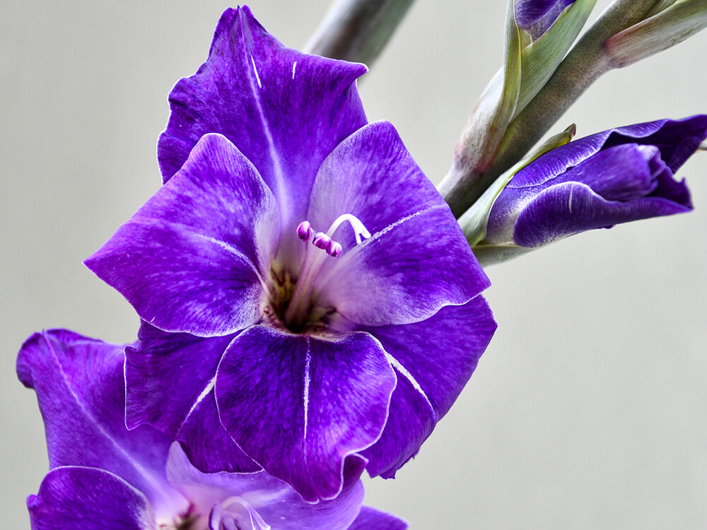 Gladiole
leitet sich vom botanischen Gattungsnamen Gladiolus ab. Dieser nimmt Bezug auf das schwertförmige Laub. Sie sind beliebte Beet- u. Sommerblumen. (baldur-garten)
