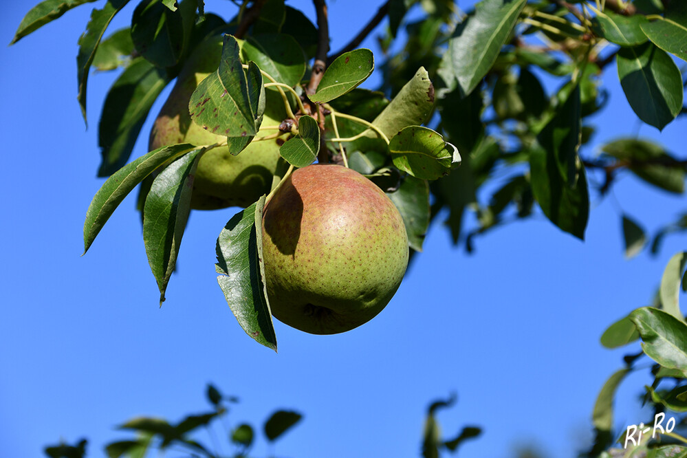 Apfel
er gilt als Kernobst, da in seinem Inneren kleine Kerne zu finden sind. Äpfel können eine rote, gelbe oder grüne Schale haben. Sie reifen je nach Sorte vom Sommer bis zum Herbst. (klexikon.zum.de)
