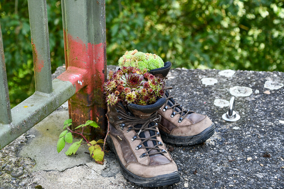 Ein besonderer Blumentopf
