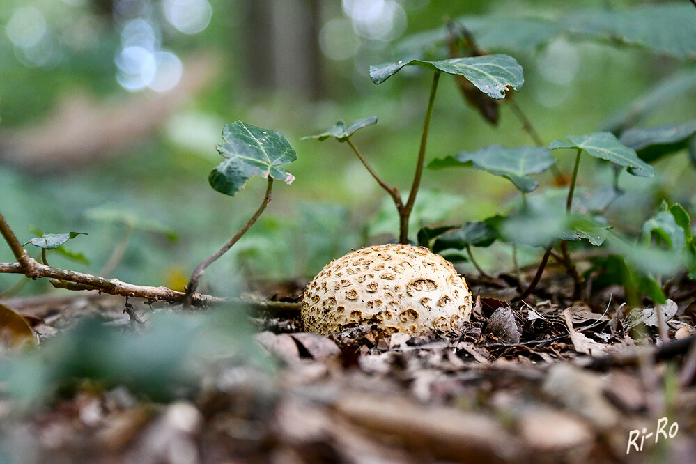 Riesen-Bovist
dieser liebt humus- u. stickstoffreiche sowie gedüngte Böden von Wiesen, (Kuh-)Weiden u. Feldbrachen. Gern steht er auch an grasigen Wegrändern. (passion-pilze-sammeln)
