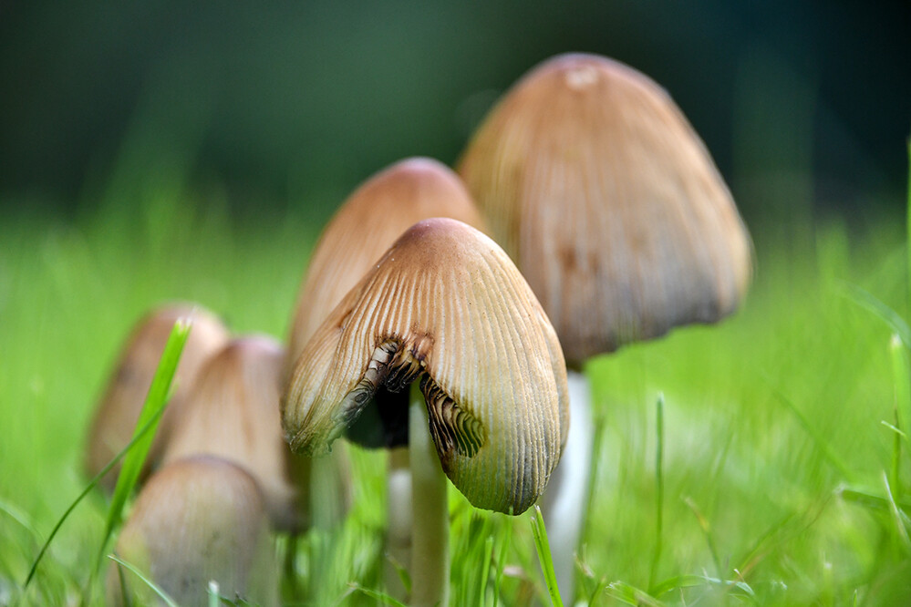 Herbstlich „Unbekannter Pilz“
Roland
Schlüsselwörter: 2021