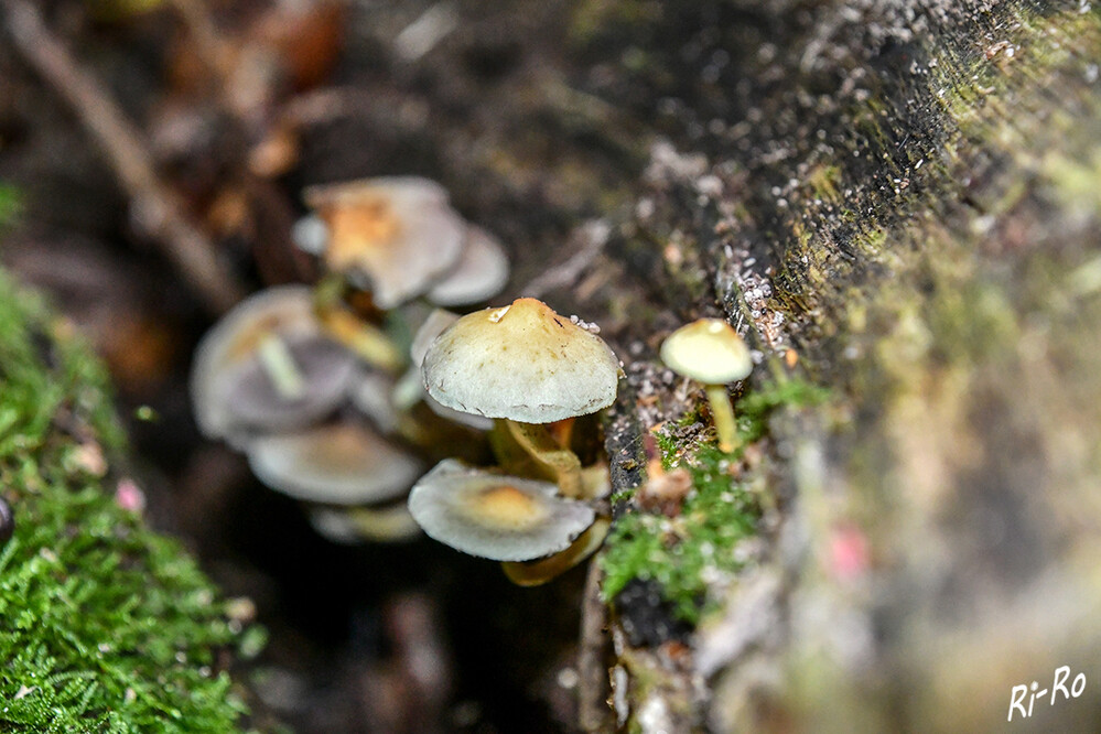 Grüner Schwefelkopf
ihn findet man ganzjährig an altem Holz, vor allem an Baumstümpfen. In jungem Stadium ist der Hut halbkugelig geformt.( lt. pilzbuch.pilzwelten.de)

 
Schlüsselwörter: Pilz; Pilze
