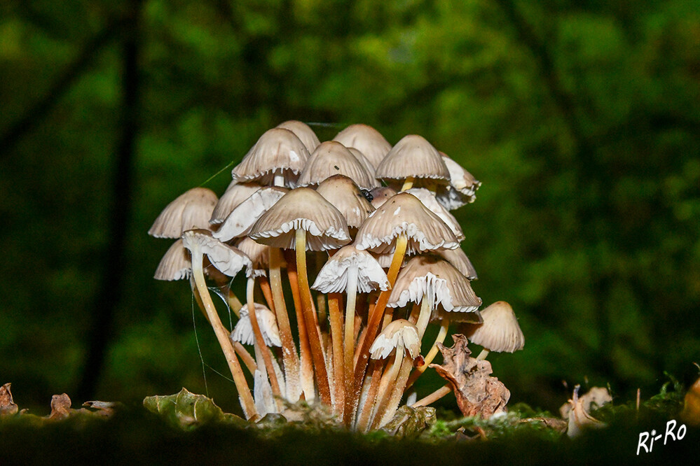 10 - Buntstieliger Helmling
er ist vornehmlich an seinem ± kegeligen, graubraunen Hut, den langen, dünnen u. steifen Stielen die meistens mehrfarbig ausfallen u. dem büscheligen Wuchs, oft an verwitternden alten Eichenstämmen, zu erkennen. (natur-in-nrw.de)

 
Schlüsselwörter: Pilz; Pilze