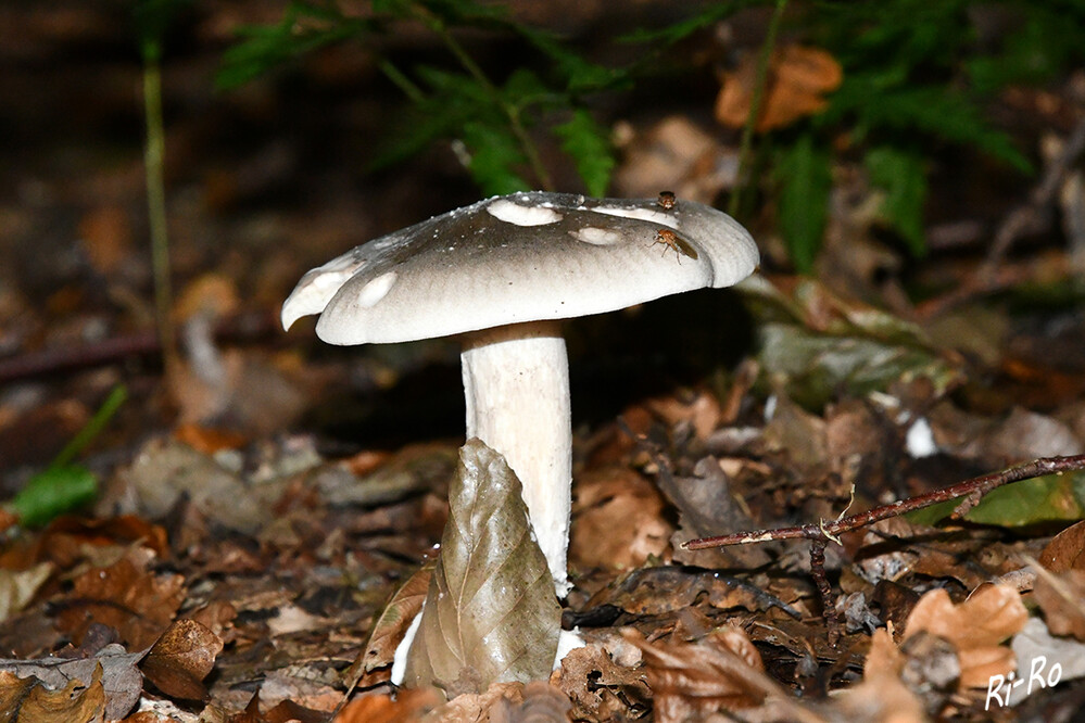 Silbergrauer Erd-Ritterling
die Fruchtkörper des Mykorrhizapilzes erscheinen von Mai bis November in Laub- u. Nadelwäldern sowie in Parkanlagen. (lt. wikipedia.org)
