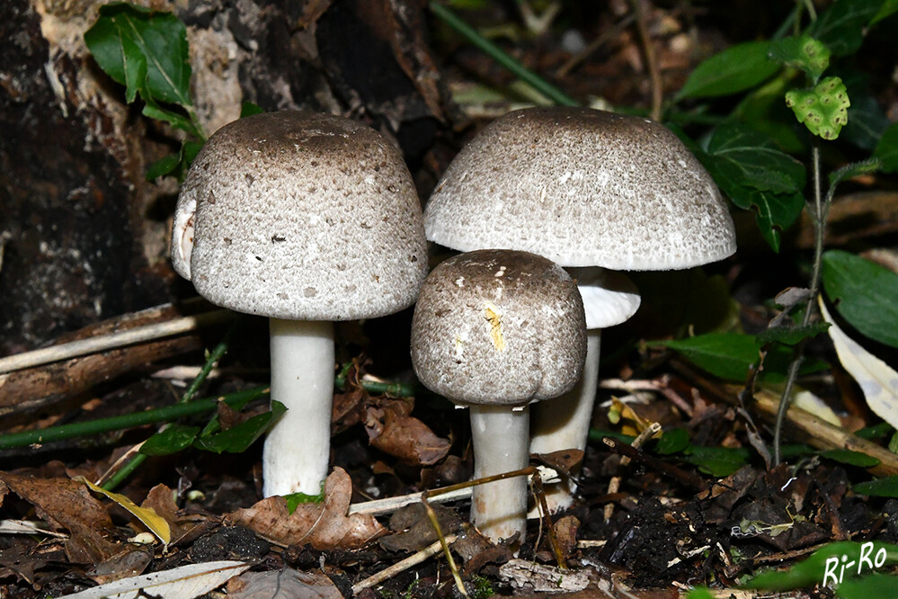 Trio
vermutlich gehören sie zu der Pilzsorte Mausgrauer Erdritterling.

 
