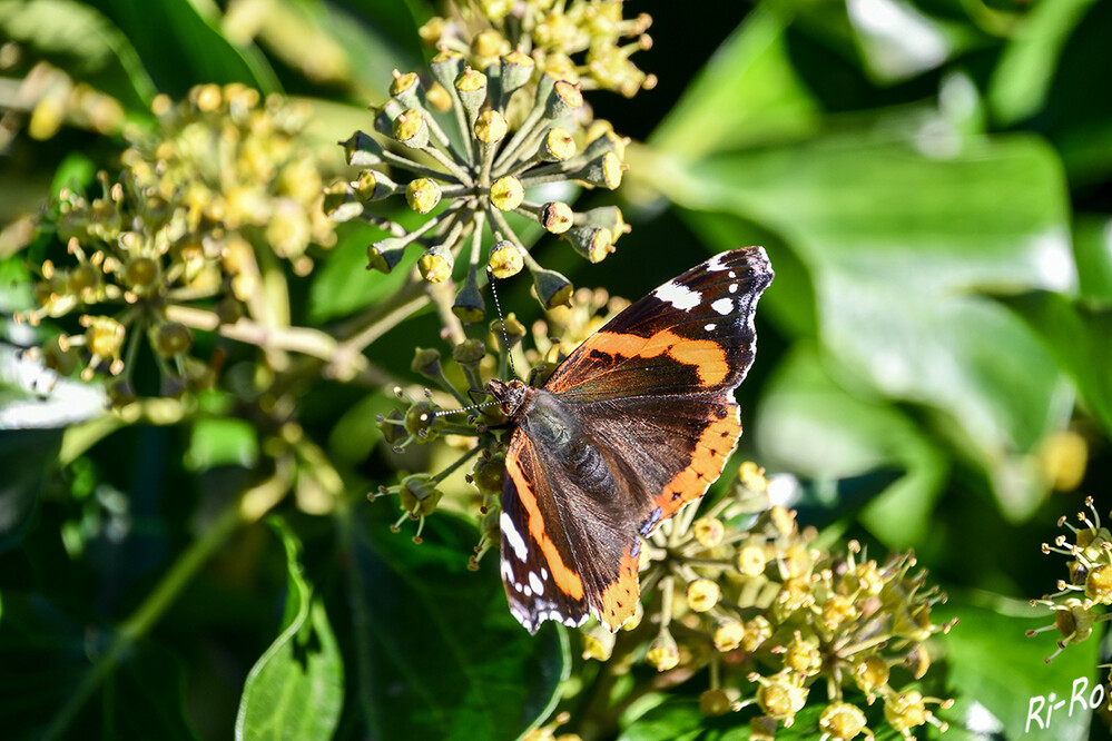 Auftanken
Der Admiral ist in Deutschland überall verbreitet u. kann als Wanderfalter quasi überall angetroffen werden. Er fliegt im Herbst wieder in den Süden zu den Überwinterungsquartieren. (deutschlands-natur.de)
