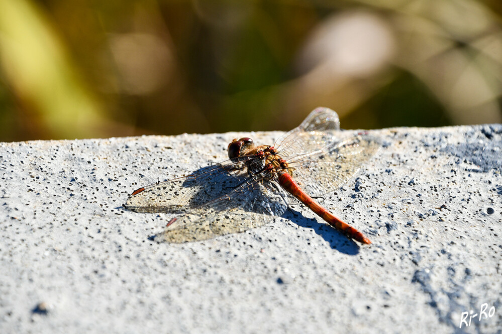 Blutrote Heidlibelle
ausgewachsene Tiere sind in den Monaten Juli bis November an kleinen Stillgewässern aller Art anzutreffen. Diese erreicht Flügelspannweiten von fünf bis sechs Zentimetern. (deutschlands-natur.de)
