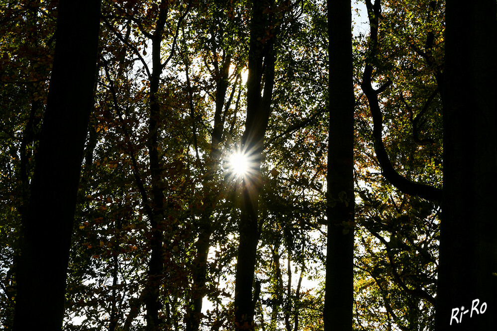 Sonnenstern
in diesem Wald ist er durch das herbstliche Blätterdach hindurch zu sehen.
Schlüsselwörter: Baum; Bäume
