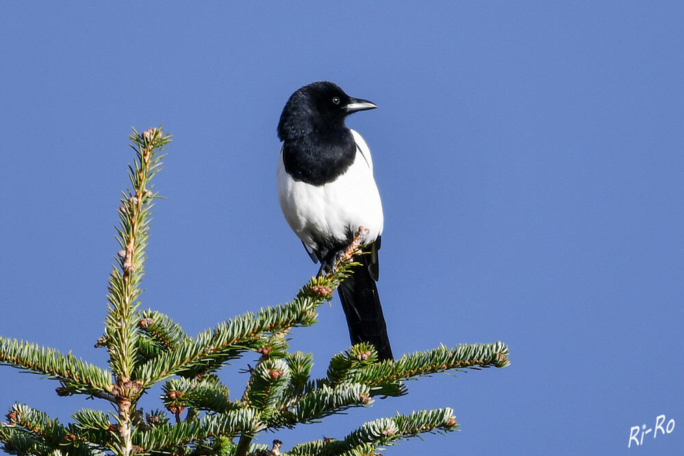 Auf der Baumspitze
Auffällig bei der Elster ist der lange Schwanz. Dieser ist häufig so lang wie der komplette restliche Körper. Weiß u. Schwarz sind dabei die Grundfarben von Elstern. (lt. voegel-im-garten)
