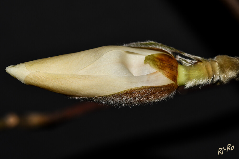Knospe
Schon im Winter bilden sich bei den meisten Magnolienarten die Blatt- u. Blütenknospen für das darauf folgende Frühjahr. (lt. gartenjournal)
