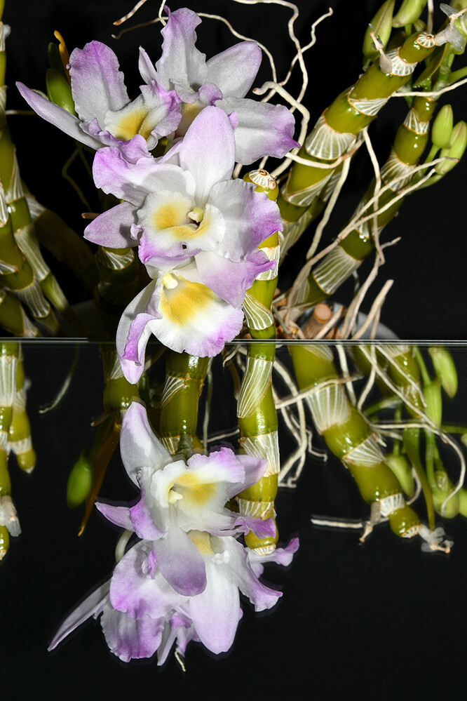 1 - Spiegelung
Dendrobium ist wahrscheinlich mit rund 800 Arten die größte Gattung unter den Orchideen. Die Vielfalt in Wuchsform, Duft u. Farbe scheint fast unerschöpflich. (orchideen-wichmann)
Schlüsselwörter: 2022