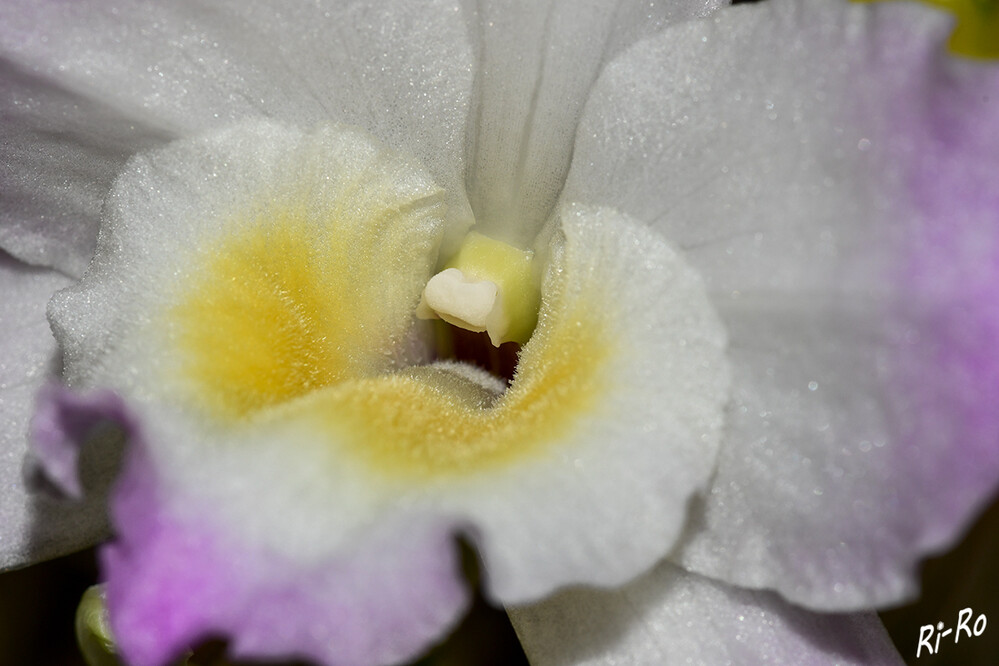 Nah heran
Irene Smile gehört zu den Dendrobium-Arten. Blütezeit ab Januar.

 
