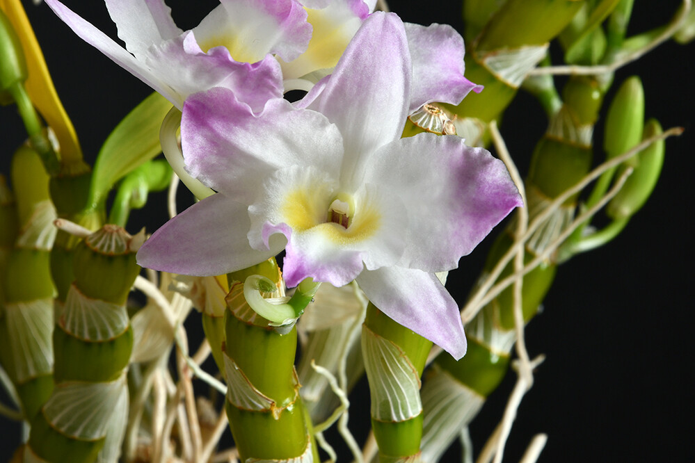 Symmetrie
Dendrobium-Arten wachsen epiphytisch, das heißt, sie sitzen in ihren Ursprungsgebieten in Astgabeln in Bäumen oder an Baumstämmen. (mein-schoener-garten)
