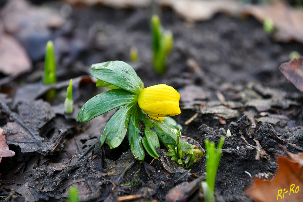 Vorwitzig
Winterlinge sind bereits ab Januar in den Wäldern, Gärten u. auf Wiesen zu finden. Ihre circa zweieinhalb Zentimeter großen gelben Blüten leuchten an kurzen, dicken Stielen. (lt. gartenratgeber)



