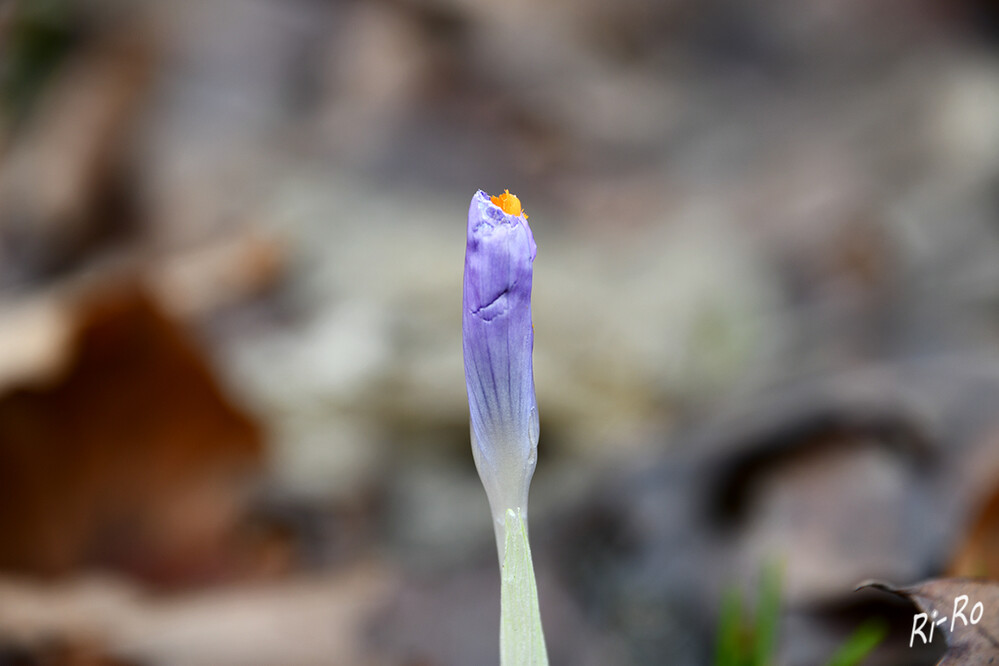 Erste Blüte
Der Krokus ist eine weltweit über achtzig Arten umfassende mehrjährige Knollenpflanze. Sie gehören zu den ersten Blumen, die im Frühjahr ihre Blüten öffnen. (biologie-schule)
