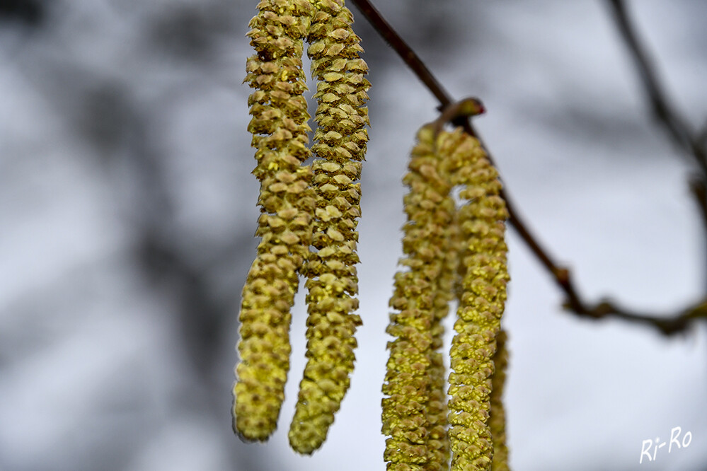 Haselnuss
Blütezeit von Februar bis März, der einheimische Haselnussstrauch blüht vor der Belaubung mit gelben männlichen u. unscheinbaren, knospenartigen weiblichen Blüten. (pflanzen-steckbriefe.de)
