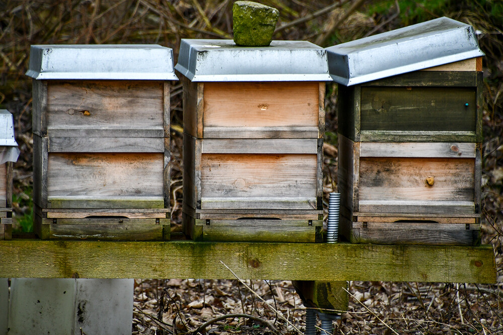   Februarfoto „Bienenhotel geschlossen“
Roland
Schlüsselwörter: 2022