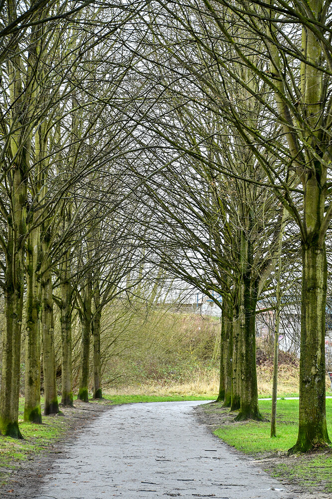 Februarfoto „Allee“
Roland
Schlüsselwörter: 2022