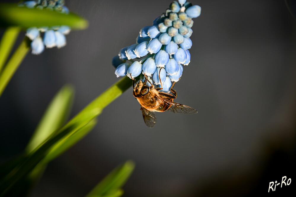 Meine Blüte
Wildbienen haben eine enorme Vielfalt in Gestalt u. Aussehen. Sie existieren in zahlreichen Formen u. Farben. (deutschewildtierstiftung)
