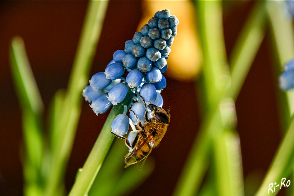 Erster Ausflug
Innerhalb der Schwebfliegen gibt es eine ganze Reihe verschiedener Arten, entsprechend abwechslungsreich ist auch ihr Aussehen. Etliche Schwebfliegenarten haben hummel-, wespen- oder bienenähnliche Formen u. Zeichnungen. Sie können leicht mit diesen verwechselt werden. (biologie-seite)
Schlüsselwörter: 2022