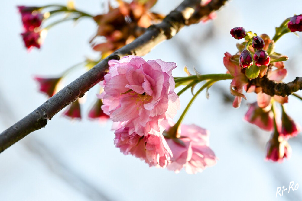 Japanische Blütenkirsche
Auf einem 5–10 mm langen, kahlen Blütenstandsschaft wird ein kleiner, schirmtraubiger oder fast doldiger Blütenstand gebildet, der nur zwei bis drei Blüten enthält. (biologie-seite)
Schlüsselwörter: 2022