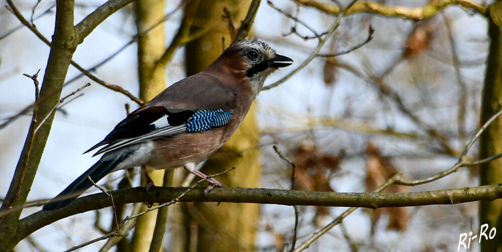 Eichelhäher
dieser ist durch seine Größe u. sein auffälliges Gefieder mit keinem anderen heimischen Vogel zu verwechseln u. zudem eine echte Schönheit. Seinen Namen verdankt er seiner Leibspeise, den Eicheln. (plantura.garden)
