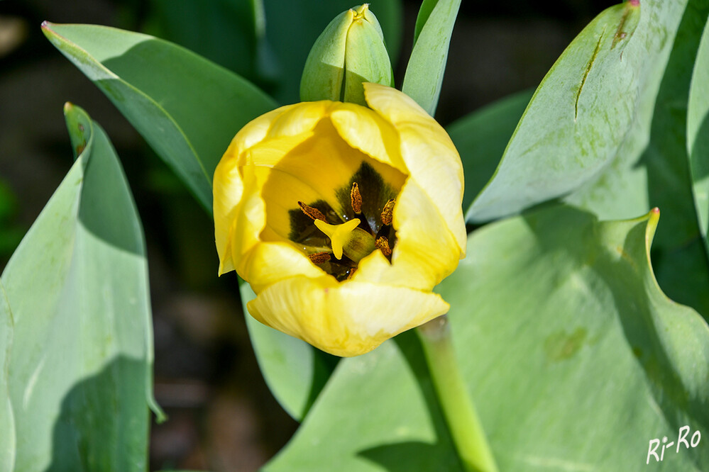 Geöffnete Tulpe
Heutzutage verbreitet die Farbe Gelb vor allem Optimismus, Hoffnung u. Fröhlichkeit. Tulpen wurden im 16. Jahrhundert von einem Biologen namens Carolus Clusius nach Europa gebracht.   (lt.plantopedia/bloomandwild)
