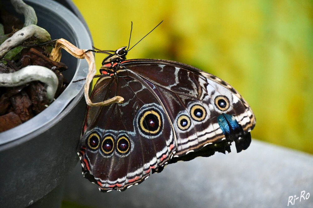 Geschlossener Himmelsfalter
Der Morphofalter ist einer der größten Schmetterlinge. Seine Flügel leuchten in einem kräftigen, metallischen Blau. Durch seine Farbe ist er in der Schmetterlingswelt einzigartig. (lt. tierchenwelt)
