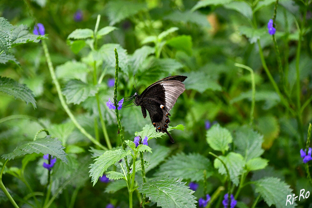 Nektarsaugen
Großer Mormone, das Aussehen der Falter ist sehr variabel. Es gibt vier männliche u. über 20 weibliche Unterarten. Einige haben Schwanzanhänge am Hinterflügel, andere sind schwanzlos. (insektenbox)
