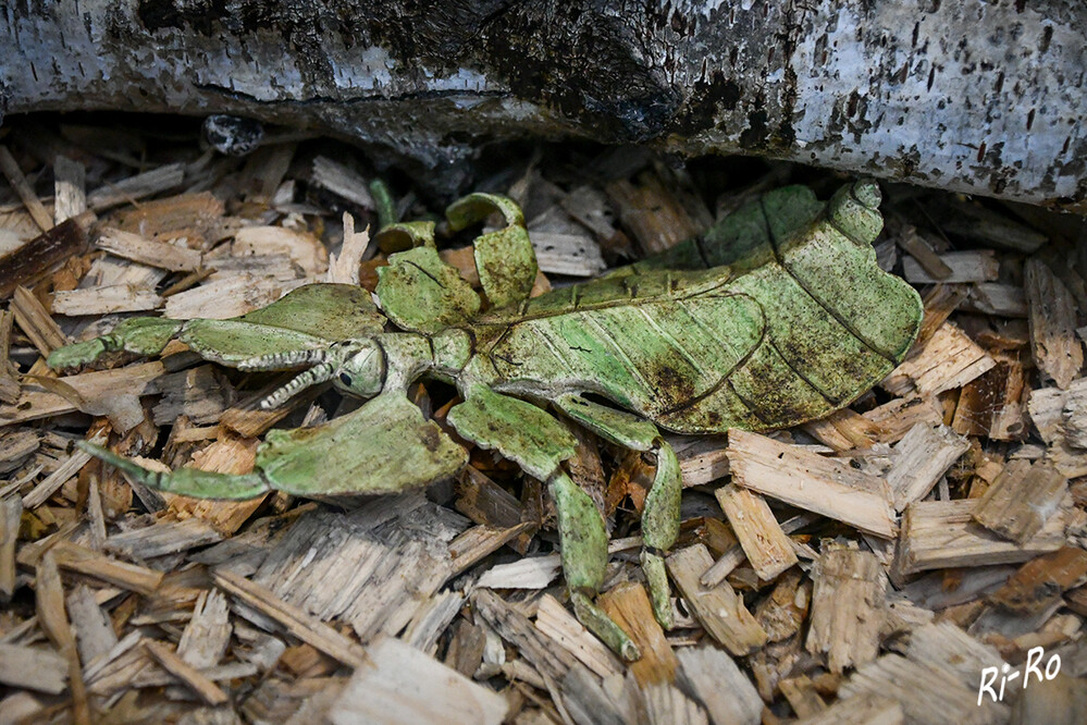 Wandelndes Blatt
ist ein Pflanzenfressendes, nachtaktives Insekt, das am Tag meist völlig regungslos verharrt. Insgesamt sind derzeit bis zu 50 verschiedene Arten bekannt. (zooplus.de)
